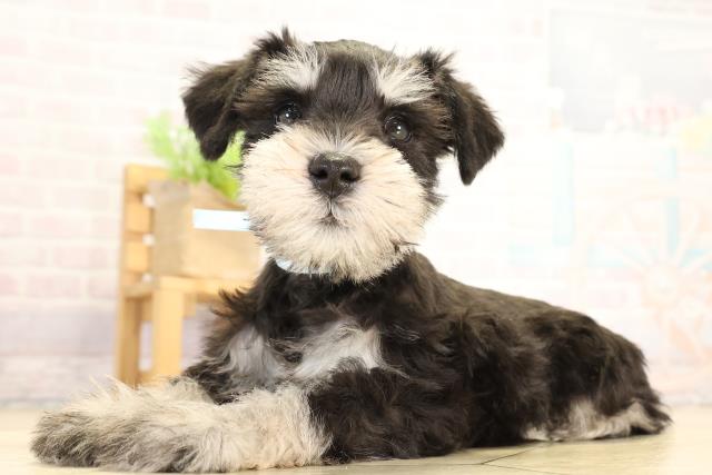 愛知県のミニチュアシュナウザー (Coo&RIKU半田店/2026年1月7日生まれ/男の子/ブラックシルバー)の子犬の3枚目の画像