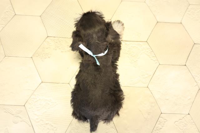 愛知県のミニチュアシュナウザー (Coo&RIKU半田店/2026年1月7日生まれ/男の子/ブラックシルバー)の子犬の4枚目の画像