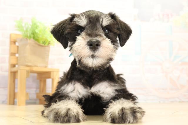愛知県のミニチュアシュナウザー (Coo&RIKU東海店/2026年1月7日生まれ/男の子/ブラックシルバー)の子犬の1枚目の画像