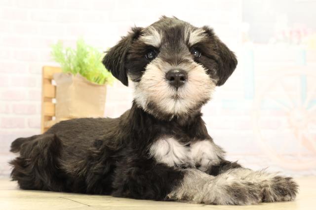 愛知県のミニチュアシュナウザー (Coo&RIKU東海店/2026年1月7日生まれ/男の子/ブラックシルバー)の子犬の2枚目の画像