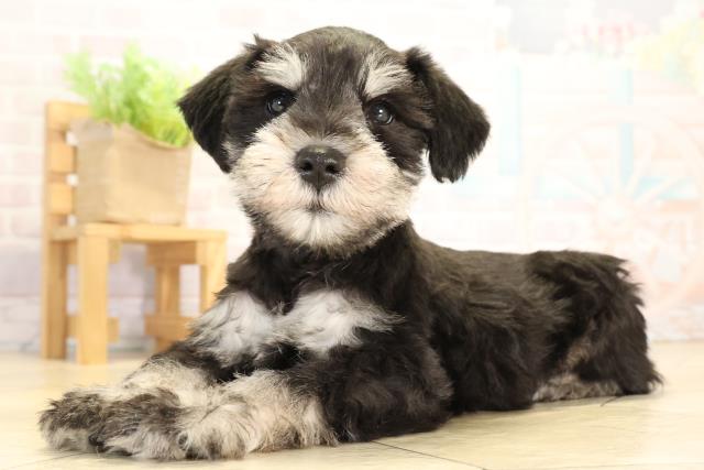 愛知県のミニチュアシュナウザー (Coo&RIKU東海店/2026年1月7日生まれ/男の子/ブラックシルバー)の子犬の3枚目の画像
