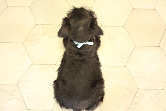 愛知県のミニチュアシュナウザー (Coo&RIKU東海店/2026年1月7日生まれ/男の子/ブラックシルバー)の子犬の4枚目の画像