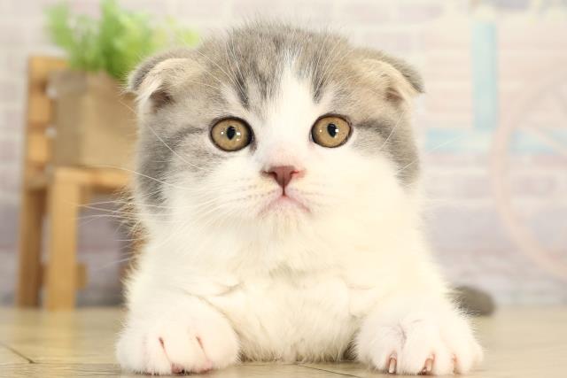 スコティッシュフォールド