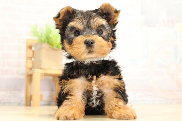 ヨークシャーテリア