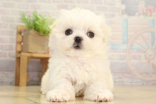 愛知県のマルチーズ (Coo&RIKU豊田店/2026年1月5日生まれ/女の子/ホワイト)の子犬の1枚目の画像