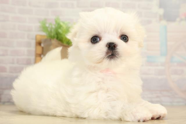 愛知県のマルチーズ (Coo&RIKU豊田店/2026年1月5日生まれ/女の子/ホワイト)の子犬の2枚目の画像