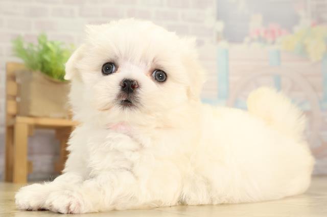 愛知県のマルチーズ (Coo&RIKU豊田店/2026年1月5日生まれ/女の子/ホワイト)の子犬の3枚目の画像