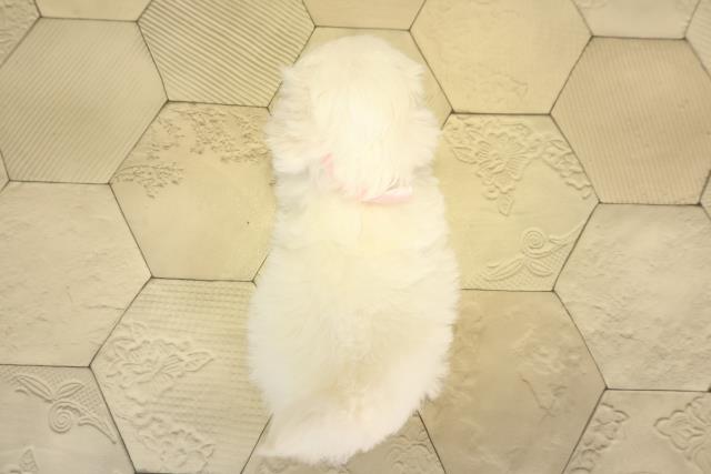 愛知県のマルチーズ (Coo&RIKU豊田店/2026年1月5日生まれ/女の子/ホワイト)の子犬の4枚目の画像