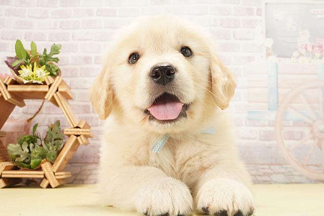 ゴールデン・レトリバー