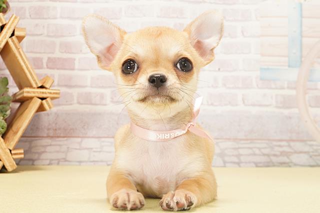 チワワ（スムースコート）