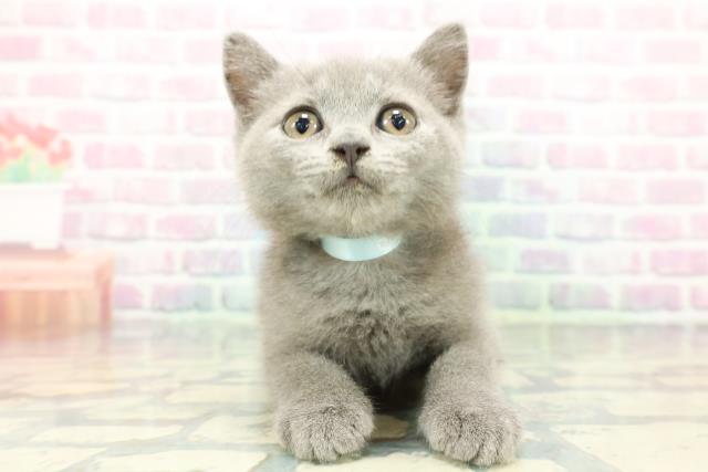 東京都のブリティッシュショートヘアー (Coo&RIKU高円寺店/2026年1月1日生まれ/男の子/ブルー)の子猫の1枚目の画像