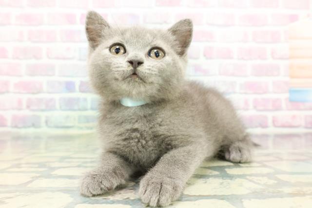 東京都のブリティッシュショートヘアー (Coo&RIKU高円寺店/2026年1月1日生まれ/男の子/ブルー)の子猫の2枚目の画像