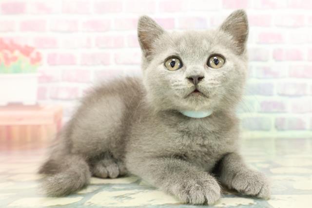 東京都のブリティッシュショートヘアー (Coo&RIKU高円寺店/2026年1月1日生まれ/男の子/ブルー)の子猫の3枚目の画像