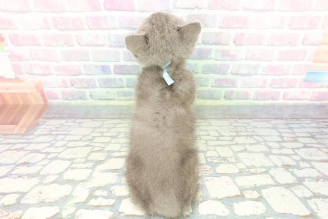 東京都のブリティッシュショートヘアー (Coo&RIKU高円寺店/2026年1月1日生まれ/男の子/ブルー)の子猫の4枚目の画像