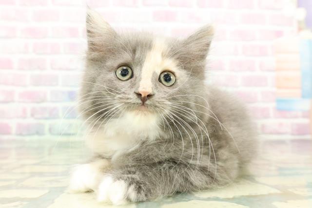 東京都のハーフ猫・ミックス猫 (Coo&RIKU立川店/2025年12月26日生まれ/女の子/ブルークリームホワイト)の子猫の2枚目の画像