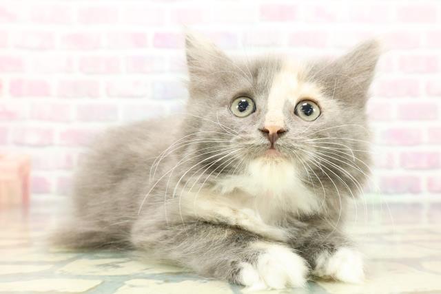 東京都のハーフ猫・ミックス猫 (Coo&RIKU立川店/2025年12月26日生まれ/女の子/ブルークリームホワイト)の子猫の3枚目の画像