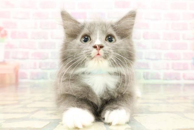 茨城県のハーフ猫・ミックス猫 (Coo&RIKU牛久店/2025年12月26日生まれ/男の子/ブルーホワイト)の子猫の1枚目の画像