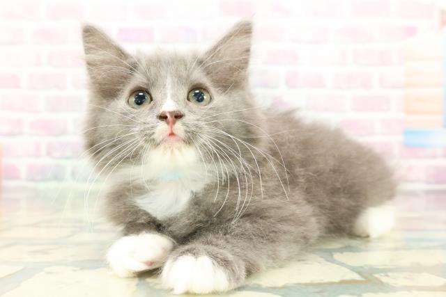 茨城県のハーフ猫・ミックス猫 (Coo&RIKU牛久店/2025年12月26日生まれ/男の子/ブルーホワイト)の子猫の2枚目の画像