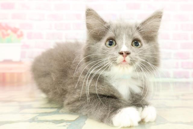 茨城県のハーフ猫・ミックス猫 (Coo&RIKU牛久店/2025年12月26日生まれ/男の子/ブルーホワイト)の子猫の3枚目の画像