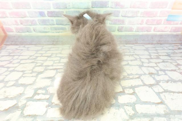 茨城県のハーフ猫・ミックス猫 (Coo&RIKU牛久店/2025年12月26日生まれ/男の子/ブルーホワイト)の子猫の4枚目の画像