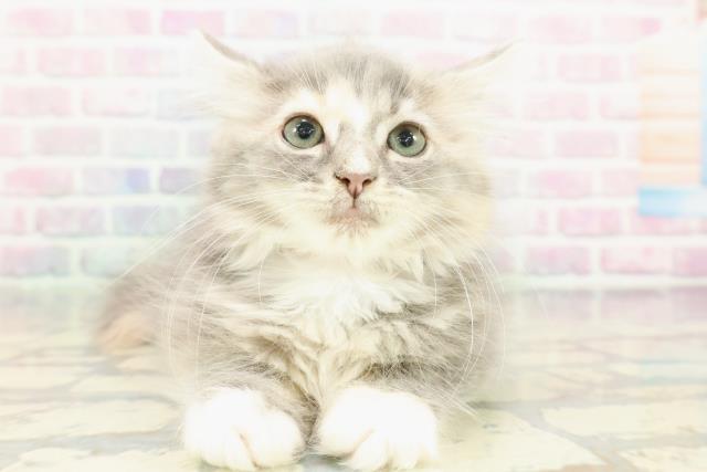 栃木県のハーフ猫・ミックス猫 (Coo&RIKU宇都宮店/2025年12月26日生まれ/女の子/ブルーパッチドタビーホワイト)の子猫の1枚目の画像