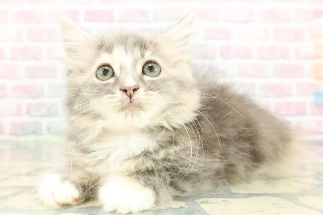 栃木県のハーフ猫・ミックス猫 (Coo&RIKU宇都宮店/2025年12月26日生まれ/女の子/ブルーパッチドタビーホワイト)の子猫の2枚目の画像