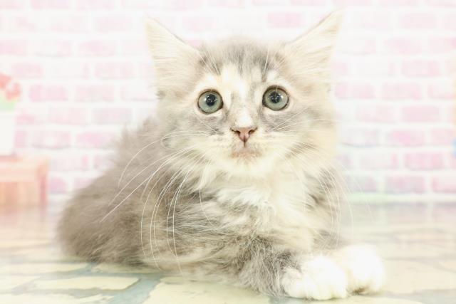 栃木県のハーフ猫・ミックス猫 (Coo&RIKU宇都宮店/2025年12月26日生まれ/女の子/ブルーパッチドタビーホワイト)の子猫の3枚目の画像