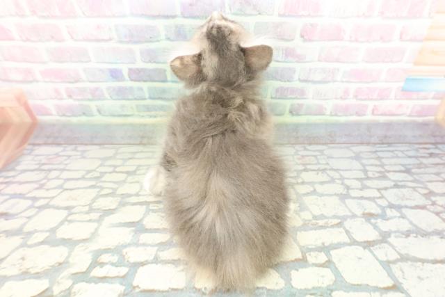 栃木県のハーフ猫・ミックス猫 (Coo&RIKU宇都宮店/2025年12月26日生まれ/女の子/ブルーパッチドタビーホワイト)の子猫の4枚目の画像