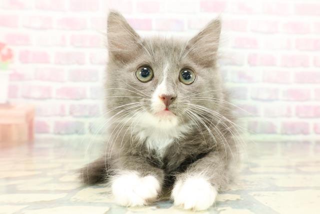 茨城県のハーフ猫・ミックス猫 (Coo&RIKU石岡店/2025年12月26日生まれ/男の子/ブルーホワイト)の子猫