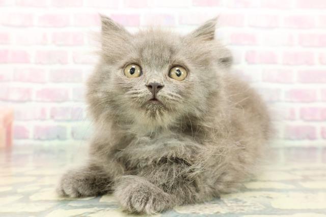 栃木県のブリティッシュロングヘアー (Coo&RIKU小山店/2025年12月13日生まれ/男の子/ブルー)の子猫の2枚目の画像