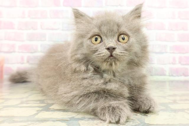 栃木県のブリティッシュロングヘアー (Coo&RIKU小山店/2025年12月13日生まれ/男の子/ブルー)の子猫の3枚目の画像