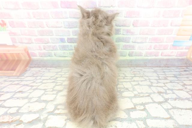 栃木県のブリティッシュロングヘアー (Coo&RIKU小山店/2025年12月13日生まれ/男の子/ブルー)の子猫の4枚目の画像