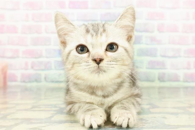 マンチカン（長足）