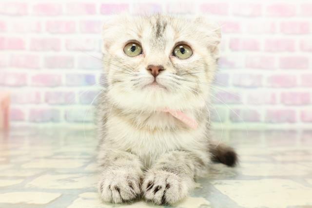 アメリカンカール