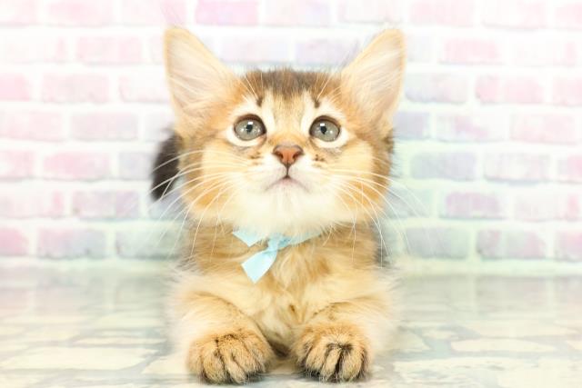 東京都のソマリ (Coo&RIKU赤坂店/2026年1月1日生まれ/男の子/ルディ)の子猫の1枚目の画像