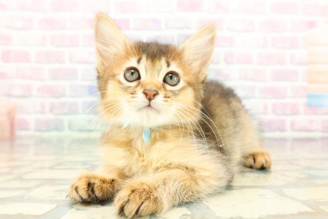 東京都のソマリ (Coo&RIKU赤坂店/2026年1月1日生まれ/男の子/ルディ)の子猫の2枚目の画像