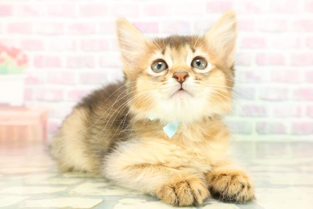 東京都のソマリ (Coo&RIKU赤坂店/2026年1月1日生まれ/男の子/ルディ)の子猫の3枚目の画像