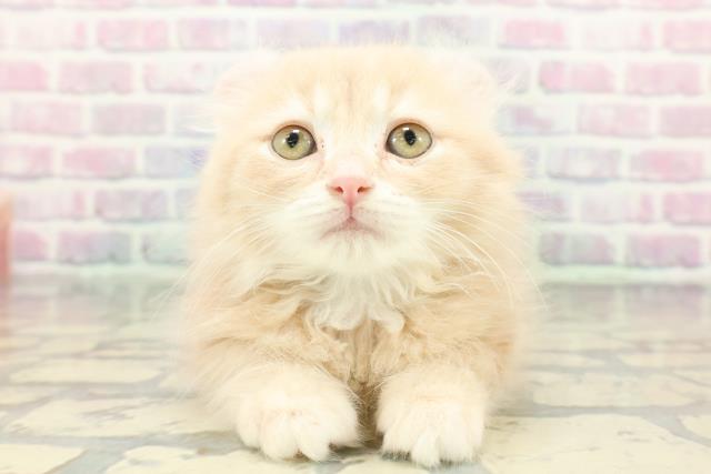 茨城県のアメリカンカール (Coo&RIKU石岡店/2025年12月26日生まれ/男の子/クリームタビー)の子猫