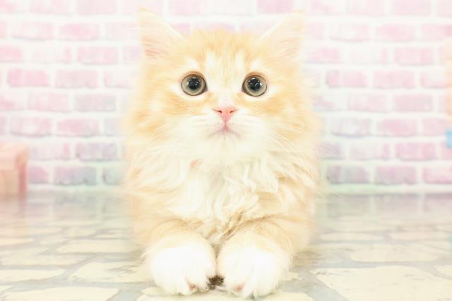 東京都のミヌエット (Coo&RIKU中野サンモール店/2025年12月28日生まれ/女の子/レッドタビーホワイト)の子猫の1枚目の画像