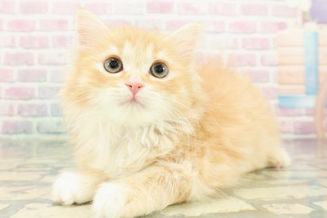 東京都のミヌエット (Coo&RIKU中野サンモール店/2025年12月28日生まれ/女の子/レッドタビーホワイト)の子猫の2枚目の画像