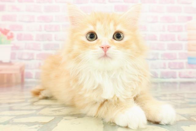 東京都のミヌエット (Coo&RIKU中野サンモール店/2025年12月28日生まれ/女の子/レッドタビーホワイト)の子猫の3枚目の画像