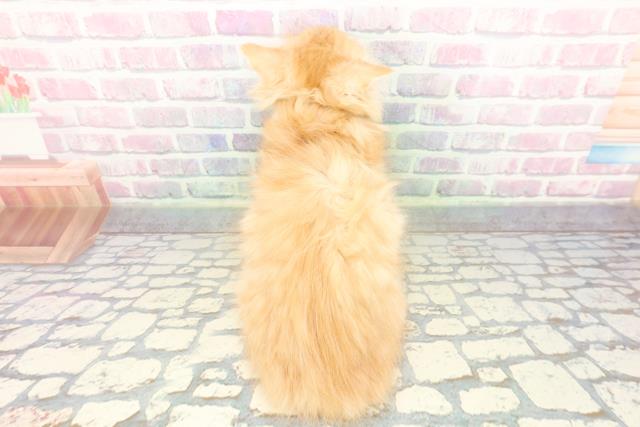 東京都のミヌエット (Coo&RIKU中野サンモール店/2025年12月28日生まれ/女の子/レッドタビーホワイト)の子猫の4枚目の画像