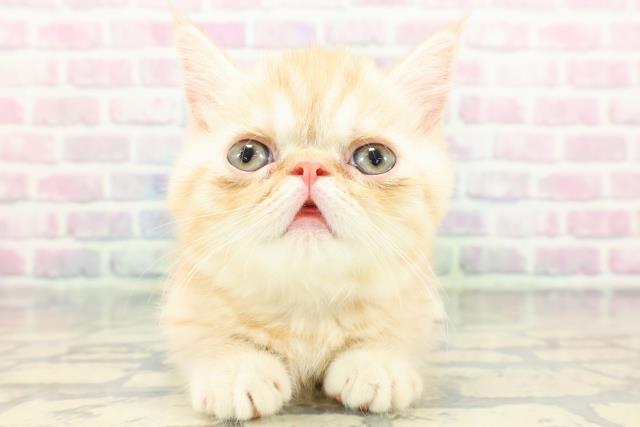 東京都のミヌエット (Coo&RIKU浅草店/2026年1月5日生まれ/男の子/クリームタビー)の子猫の1枚目の画像