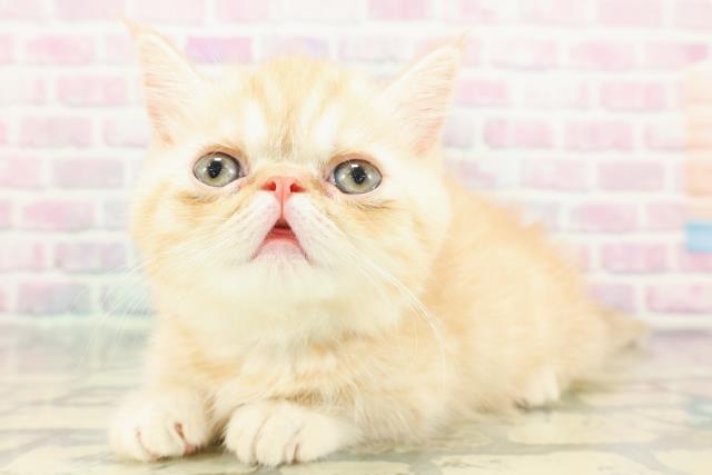 東京都のミヌエット (Coo&RIKU浅草店/2026年1月5日生まれ/男の子/クリームタビー)の子猫の2枚目の画像