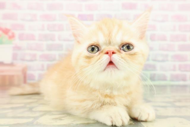 東京都のミヌエット (Coo&RIKU浅草店/2026年1月5日生まれ/男の子/クリームタビー)の子猫の3枚目の画像