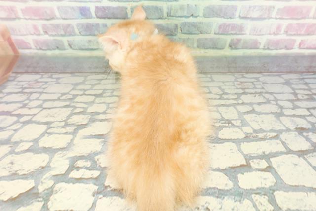 東京都のミヌエット (Coo&RIKU浅草店/2026年1月5日生まれ/男の子/クリームタビー)の子猫の4枚目の画像