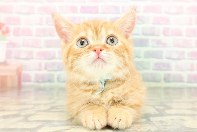 東京都のミヌエット (Coo&RIKU武蔵小山店/2026年1月5日生まれ/男の子/レッドタビー)の子猫の1枚目の画像