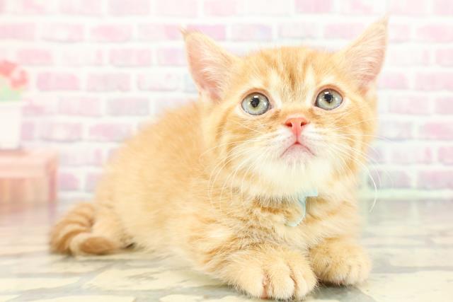 東京都のミヌエット (Coo&RIKU武蔵小山店/2026年1月5日生まれ/男の子/レッドタビー)の子猫の3枚目の画像