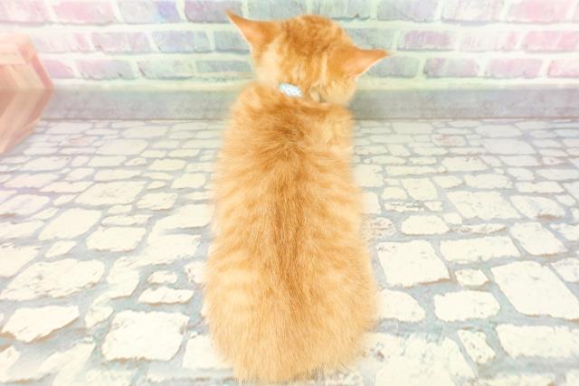 東京都のミヌエット (Coo&RIKU武蔵小山店/2026年1月5日生まれ/男の子/レッドタビー)の子猫の4枚目の画像