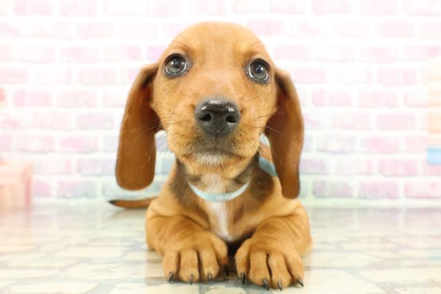 スタンダードダックス（スムースヘアー）